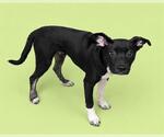 Small #1 Labrador Retriever Mix
