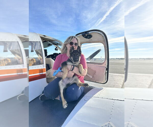 Medium Photo #3 German Shepherd Dog Puppy For Sale in West Sacramento, CA, USA