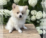 Small #2 Pomeranian