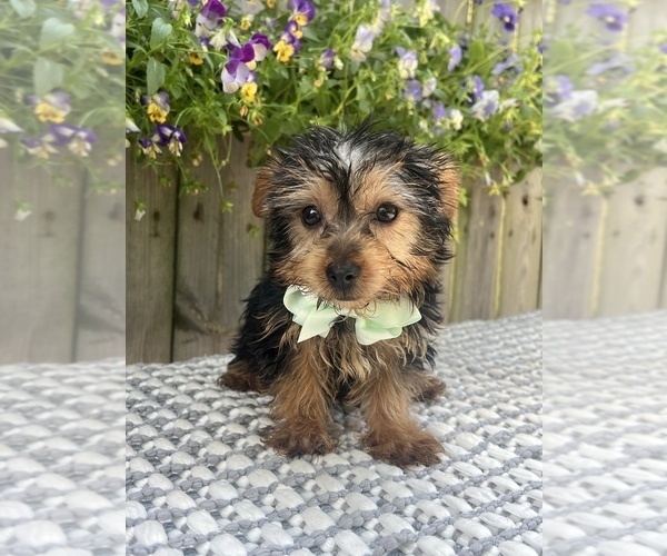 Medium Photo #4 Yorkshire Terrier Puppy For Sale in INDIANAPOLIS, IN, USA