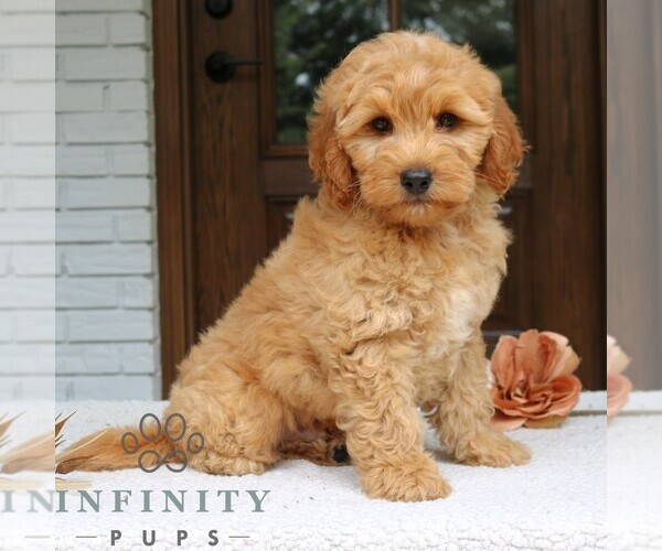 Medium Photo #1 Goldendoodle (Miniature) Puppy For Sale in LEOLA, PA, USA