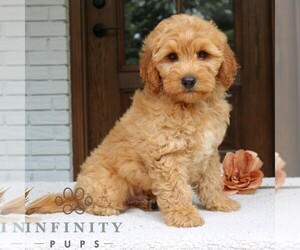 Goldendoodle (Miniature) Puppy for sale in LEOLA, PA, USA