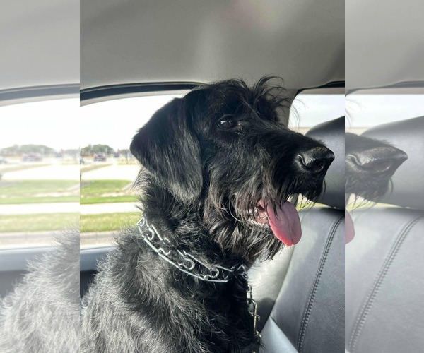 Medium Photo #1 Labradoodle Puppy For Sale in Princeton, MN, USA