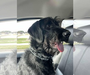 Labradoodle Dogs for adoption in Princeton, MN, USA