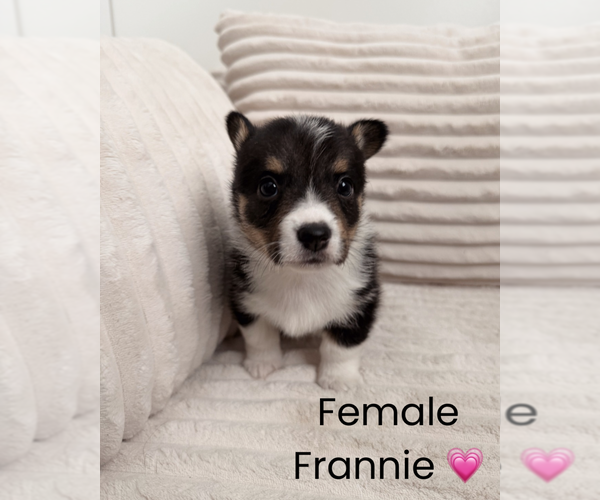 Medium Photo #2 Pembroke Welsh Corgi Puppy For Sale in EPHRATA, PA, USA