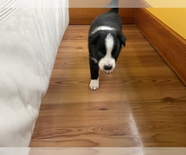 Medium Photo #36 Border Collie Puppy For Sale in KANSAS CITY, MO, USA