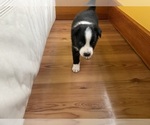 Small Photo #36 Border Collie Puppy For Sale in KANSAS CITY, MO, USA