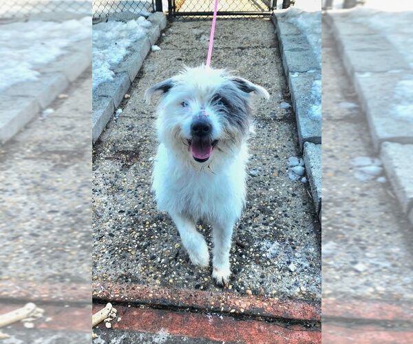 Medium Photo #5 Mutt Puppy For Sale in Perth Amboy, NJ, USA
