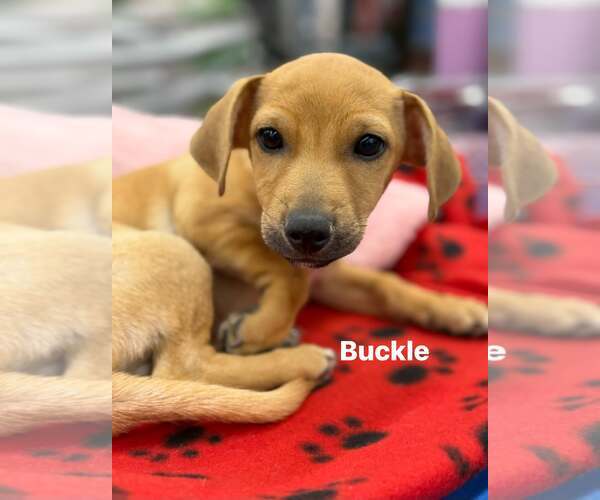 Medium Photo #1 Chihuahua-Unknown Mix Puppy For Sale in Turlock, CA, USA