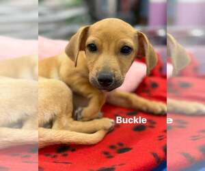 Chihuahua-Unknown Mix Dogs for adoption in Turlock, CA, USA