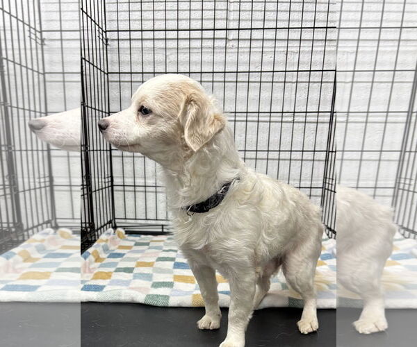 Medium Photo #2 Chion Puppy For Sale in York, SC, USA