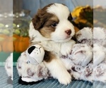 Small Photo #2 Miniature Australian Shepherd Puppy For Sale in ANTHONY, FL, USA