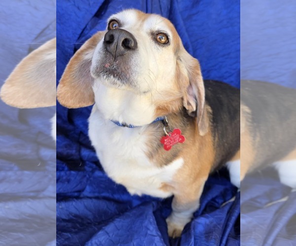 Medium Photo #2 Beagle Puppy For Sale in Cuba, NY, USA