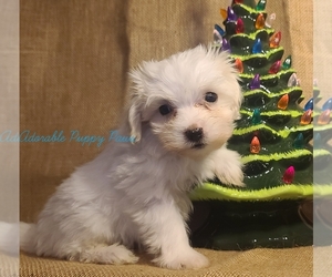Maltese Puppy for sale in ATHENS, AL, USA