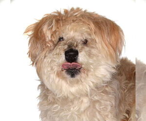 Maltipoo Dogs for adoption in Oakland Park, FL, USA