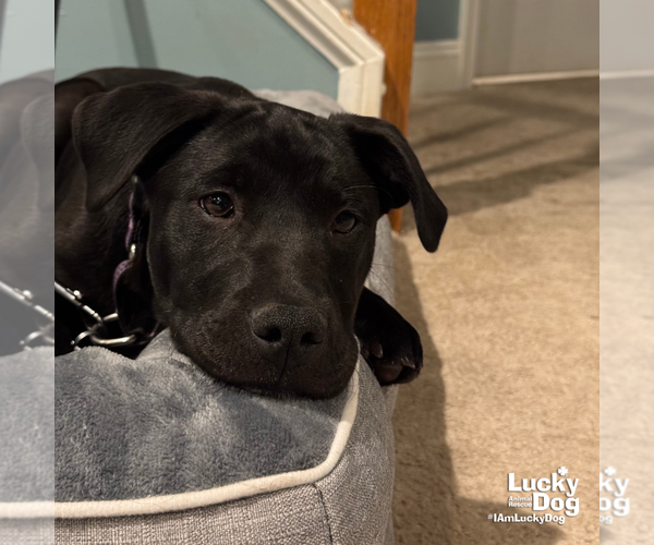 Medium Photo #6 Labrador Retriever-Unknown Mix Puppy For Sale in Washington, DC, USA