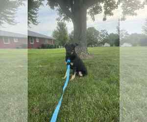 Sage - Male German Shepherd Dog-Unknown Mix Dog for Adoption - Photo #2
