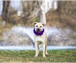 Small Photo #2 Labrador Retriever-Unknown Mix Puppy For Sale in Unionville, PA, USA