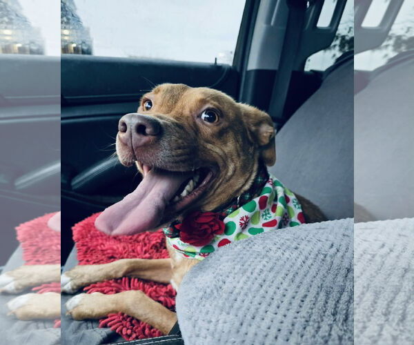 Medium Photo #9 Golden Retriever-Unknown Mix Puppy For Sale in Columbus, IN, USA