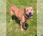Small Chinese Shar-Pei-Labrador Retriever Mix