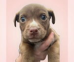 Small Labrador Retriever Mix