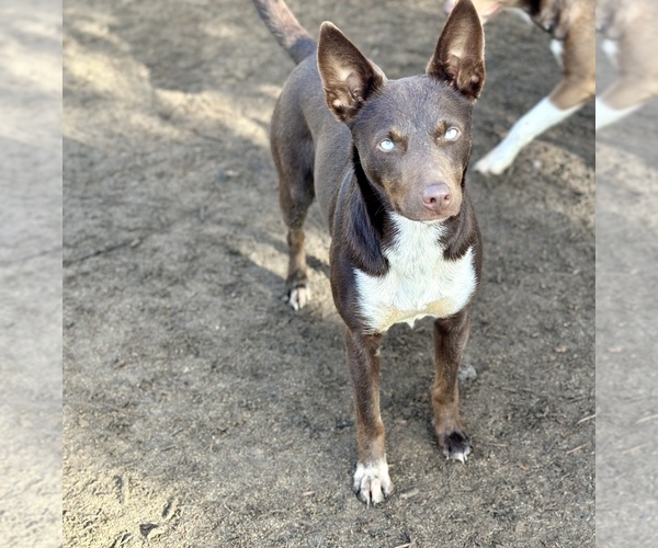 Medium Photo #6 Australian Kelpie Puppy For Sale in CAMAS, WA, USA