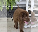 Small #4 Newfoundland