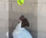 Small #1 German Shorthaired Pointer