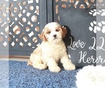 Small #4 Poochon