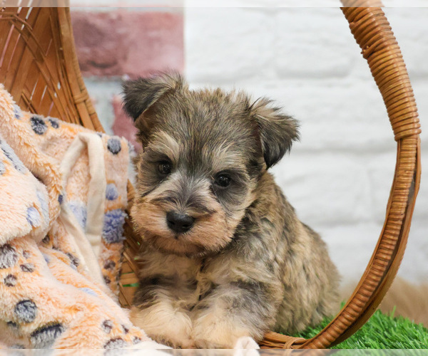 Medium Photo #14 Schnauzer (Miniature) Puppy For Sale in SYRACUSE, IN, USA