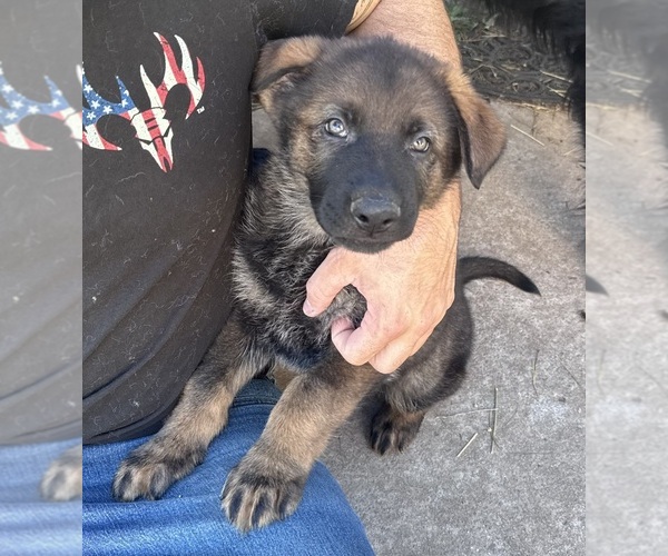 Medium Photo #4 German Shepherd Dog Puppy For Sale in CORNELL, MI, USA