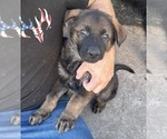 Small #3 German Shepherd Dog