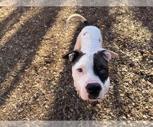 Mutt Dogs for adoption in Plano, TX, USA