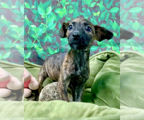Medium Photo #3 Mutt Puppy For Sale in Brewster, NY, USA
