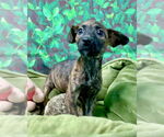 Small #2 Mutt