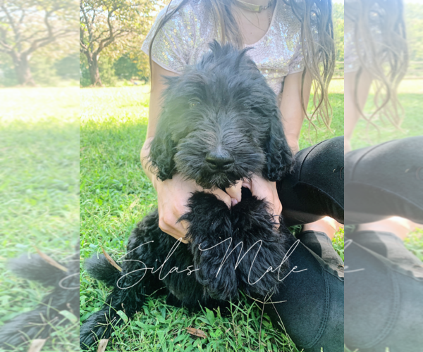 Medium Photo #1 Goldendoodle Puppy For Sale in FORT MILL, SC, USA