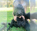 Small Photo #1 Goldendoodle Puppy For Sale in FORT MILL, SC, USA