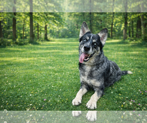 Medium Photo #1 Australian Shepherd-Unknown Mix Puppy For Sale in Clovis, CA, USA