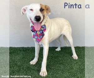 American Staffordshire Terrier-Unknown Mix Dogs for adoption in San Diego, CA, USA