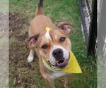 Small #1 American Bulldog Mix