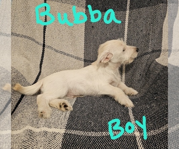 Medium Photo #7 Chizer Puppy For Sale in MONTEZUMA, GA, USA
