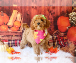 Puppy Cookie Cavapoo