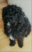 Small #5 Jack Russell Terrier-Poodle (Standard) Mix