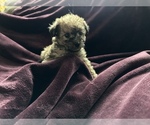 Puppy 4 Poodle (Toy)-Schnauzer (Miniature) Mix
