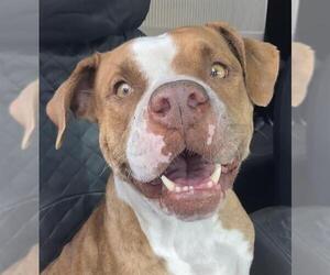 Medium American Staffordshire Terrier Mix