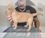Puppy White Golden Irish