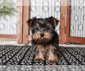 Medium Yorkshire Terrier