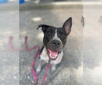 Small #16 American Staffordshire Terrier