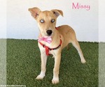 Missy - Female Siberian Husky-Unknown Mix Dog for Adoption - Small photo
