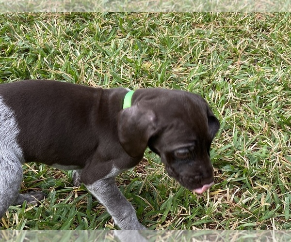 Medium Photo #4 German Shorthaired Pointer Puppy For Sale in SUMMERVILLE, SC, USA